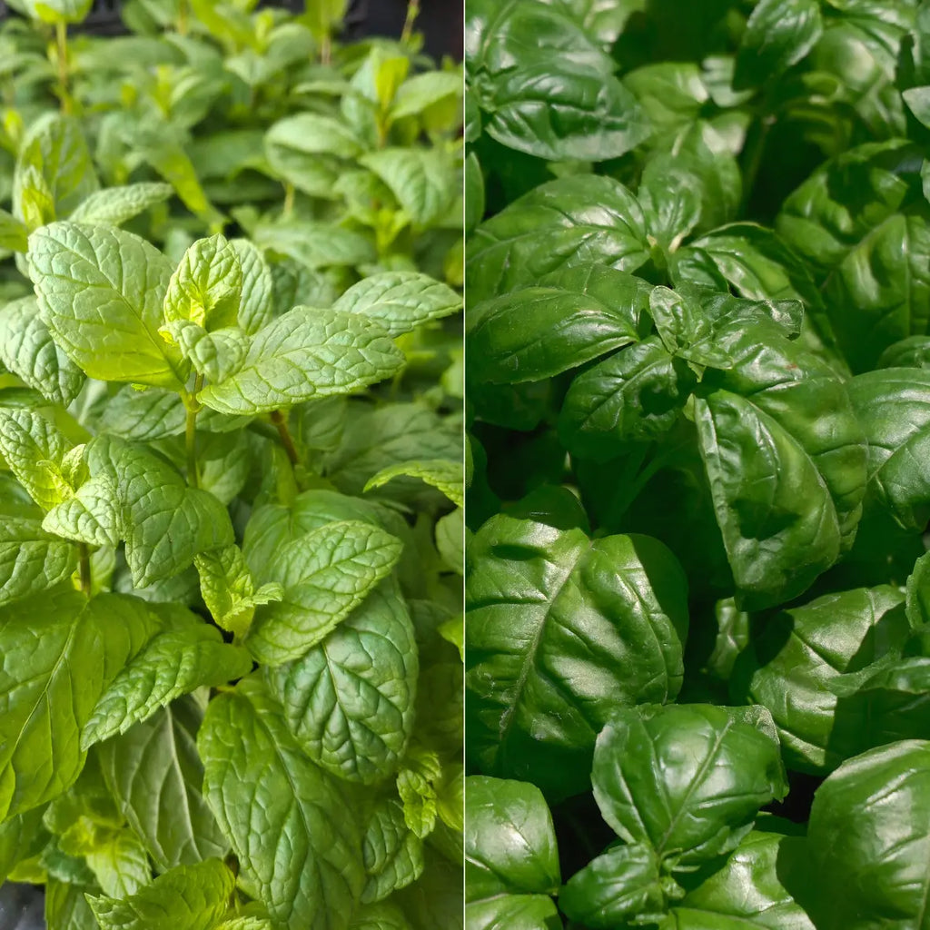 Fondant parfumé - Menthe Basilic