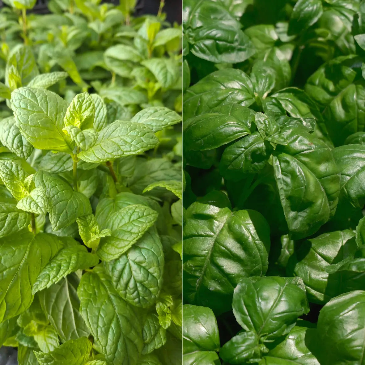 Fondant parfumé - Menthe Basilic