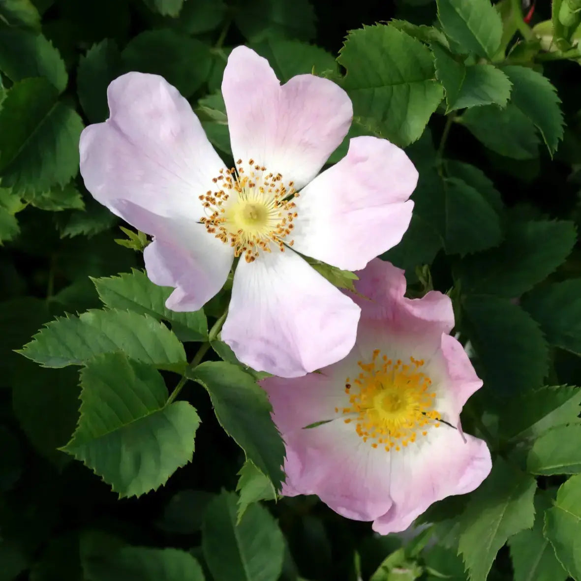 Fondant parfumé - rose sauvage Horjane
